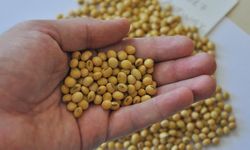 Osmaniye Çiftçilerine Soya Tohumu Desteği Müjdesi