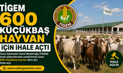 TİGEM 600 KÜÇÜKBAŞ HAYVAN İÇİN İHALE AÇTI