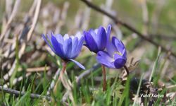 Toros Dağları Baharı Büyülüyor