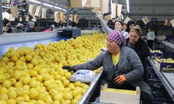 Türkiye'nin 3 aylık yaş meyve sebze ihracatını Doğu Akdeniz illeri sırtladı