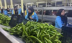 Türkiye'nin biber ihracatının yüzde 74'ü Batı Akdeniz'den
