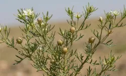 Üzerlik Otu Güvenli mi? Gerçekler