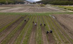 Yozgat'ta fidanlar kadınların elinde yeşeriyor