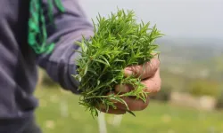 Altınözü Zahterinde Rekolte Sevinci