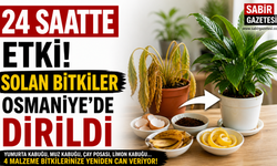 24 Saatte Etki Solan Bitkiler Osmaniye’de Dirildi