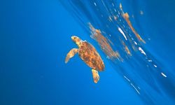 Alanya'da misinaya dolanan caretta carettayı milli sporcu kurtardı