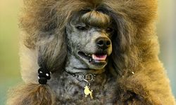Antalya'da 'Uluslararası Köpek Irk Standartları Yarışması' düzenlendi