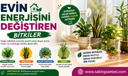 Evin Enerjisini Değiştiren Bitkiler
