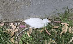 Hatay'da bitkin halde bulunan ak balıkçıl tedaviye alındı