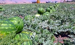 Adana’da Karpuz Hasadı Başladı Kilosu Tarlada 25 Lira Oldu