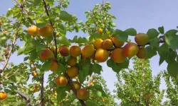 Mut Kayısısında Hasat Başladı: Tarlada Kilosu 250 TL
