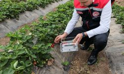 Osmaniye’de Anlamlı Etkinlik: Çocuklar Çilek Hasadına Katıldı