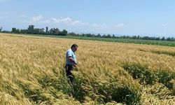 Osmaniye’de Buğday Tarlalarında Hastalık ve Verim İncelemesi