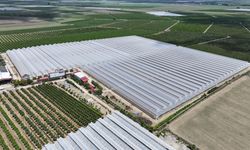 Yapay zeka destekli topraksız serada üretilen beyaz çilek 5 ülkeye ihraç ediliyor