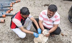 Adana'da sahipli köpeklerin kimliklendirilmesi ve kayıt altına alınmasına başlandı