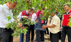 Bahçe’de Kiraz Hasadı Coşkusu Üreticilerle Gerçekleşti