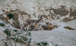 Kars'ta tilki ailesi yuvalarında görüntülendi