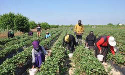 Mersin'de açık alanda üretilen tescilli Silifke çileğinde hasat sürüyor