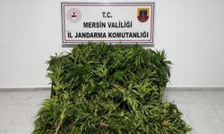 Mersin'de ormanlık alanda kenevir yetiştiren zanlı tutuklandı