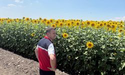 Osmaniye’de Ayçiçeği Tarlalarında İnceleme