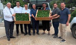 Osmaniye Bahçe’de 500 Bin Fide Üreticilere Dağıtıldı