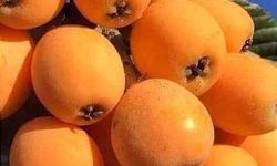 Osmaniye’de bal sezonu verimli ve bereketli geçti