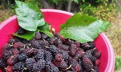 Osmaniye'de Dut Sezonunun Son Günleri Yaşanıyor