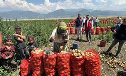 Çukurova'da Soğan Hasadı Sürüyor
