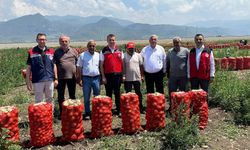 Osmaniye'de Soğan Hasadı Başladı