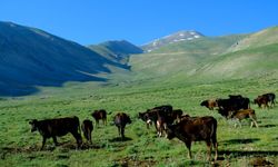 Torosların Saklı Cenneti: Çakmak Yaylası