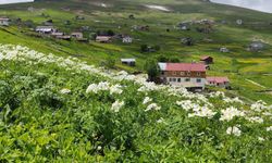 Köşk Yaylası Köprübaşı’nda Anlık Hava Değişimi Yaşandı