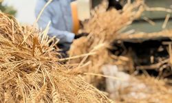 Yayladağı Kırsalında Hasat Sezonu Hareketliliği Başladı