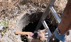 Telekom Kanalına Düşen Yavru Köpek İtfaiyece Kurtarıldı HBB!