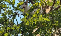Alanya'da ağaçta mahsur kalan kediyi belediye ekipleri kurtardı