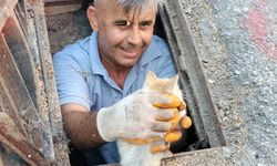 Alanya'da rögar giderine düşen kedi yavrusu kurtarıldı
