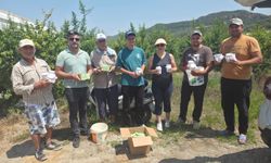 Antalya’da Nar Bahçelerinde Doğal Mücadele Çalışması