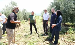 Eren Vural Ellek’te Zeytinleri İnceledi