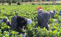 Fasulyede Hasat Başladı! Tarladaki Fiyat ve İşçi Yevmiyesi Dikkat Çekti