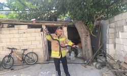 Kumlu’da Mahalleye Giren Yılan Doğaya Salındı