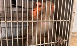 Hatay'da sokakta bulunan maymun koruma altına alındı