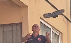 İskenderun ve Defne'de Mahsur Kalan Hayvanlar Doğaya Bırakıldı