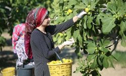 Adana Karataş’ta İncir Hasadı Başladı