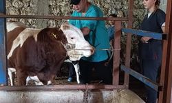 Kadirli Tarım Müdürlüğü'nden Şap Hastalığına Karşı Önlem
