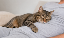 Kedi Neden Ağrıyan Bölgelere Yatar?