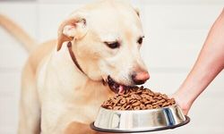 Mama Dışında Köpeklere Ne Verilir? Güvenli Besinler Neler?