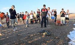 Manavgat'ta tedavisi tamamlanan yeşil deniz kaplumbağası denize bırakıldı