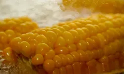 Mısır Taneleri Ezilmeden Nasıl Ayıklanır?