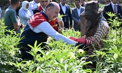 Osmaniye Bamya Üretiminde Türkiye Birincisi Oldu