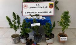 Osmaniye’de 98 kök kenevir bitkisi ele geçirildi