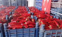 Osmaniye'de Salçalık Biber Satışı Başladı! İlk Fiyat 20 TL